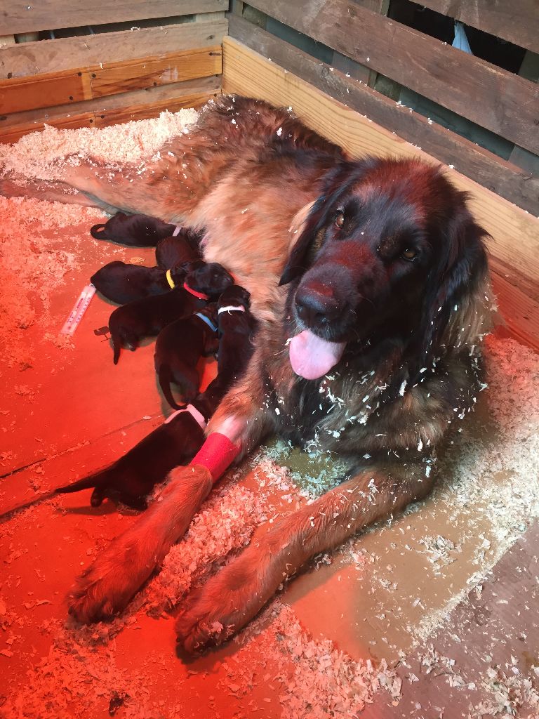 De La Lueur De L'Océan - Leonberger - Portée née le 10/10/2018